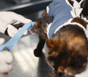 Selma Pet Clinic Trauma Treatment Services