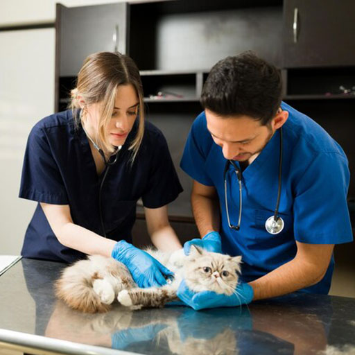 Selma Pet Clinic Urgent Care