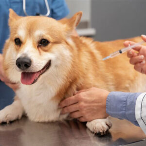 Selma Pet Clinic Vaccination Services