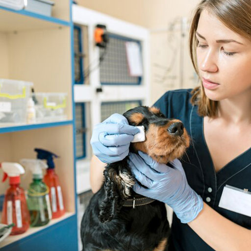 Selma Pet Clinic In-House Pharmacy