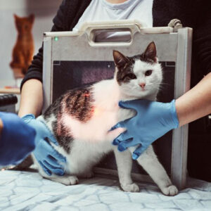 Selma Pet Clinic Ultrasound Services