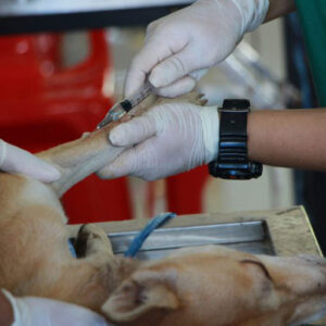 Selma Pet Clinic Surgery Services