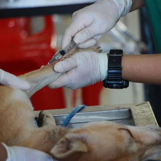 Selma Pet Clinic Surgery