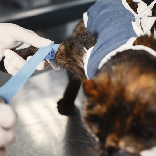 Selma Pet Clinic Trauma